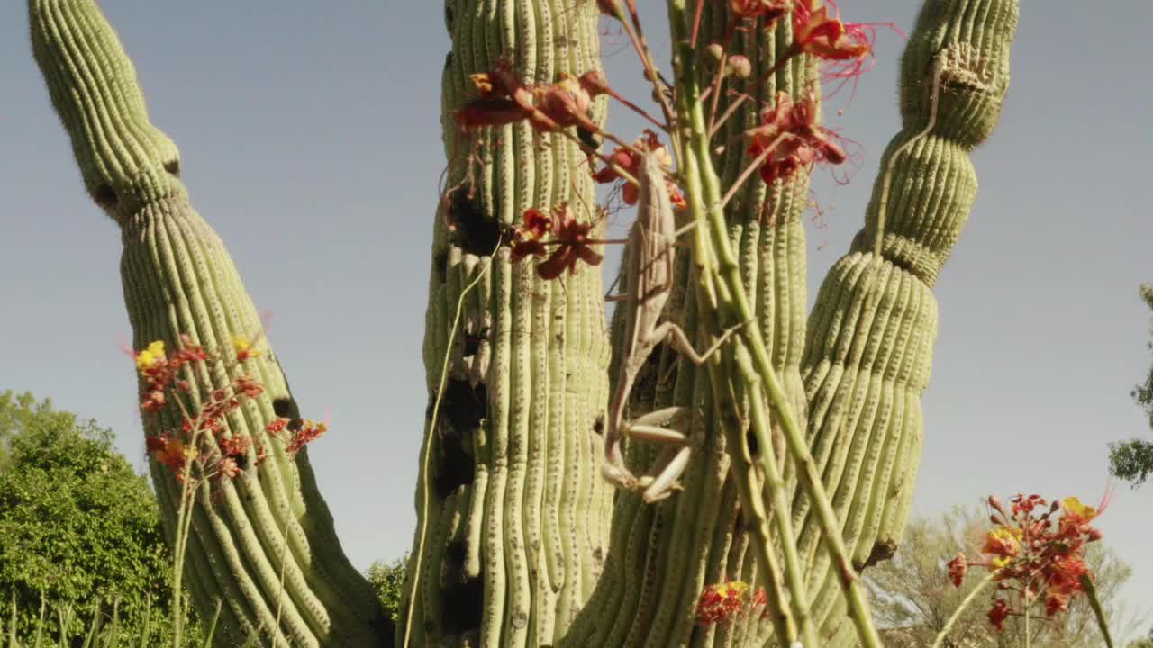 mantis religiosa hembra comiendo mantis religiosa masculina