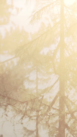 misty forest at sunrise