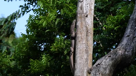 The-Clouded-Monitor-Lizard-is-found-in-Thailand-and-other-countries-in-Asia