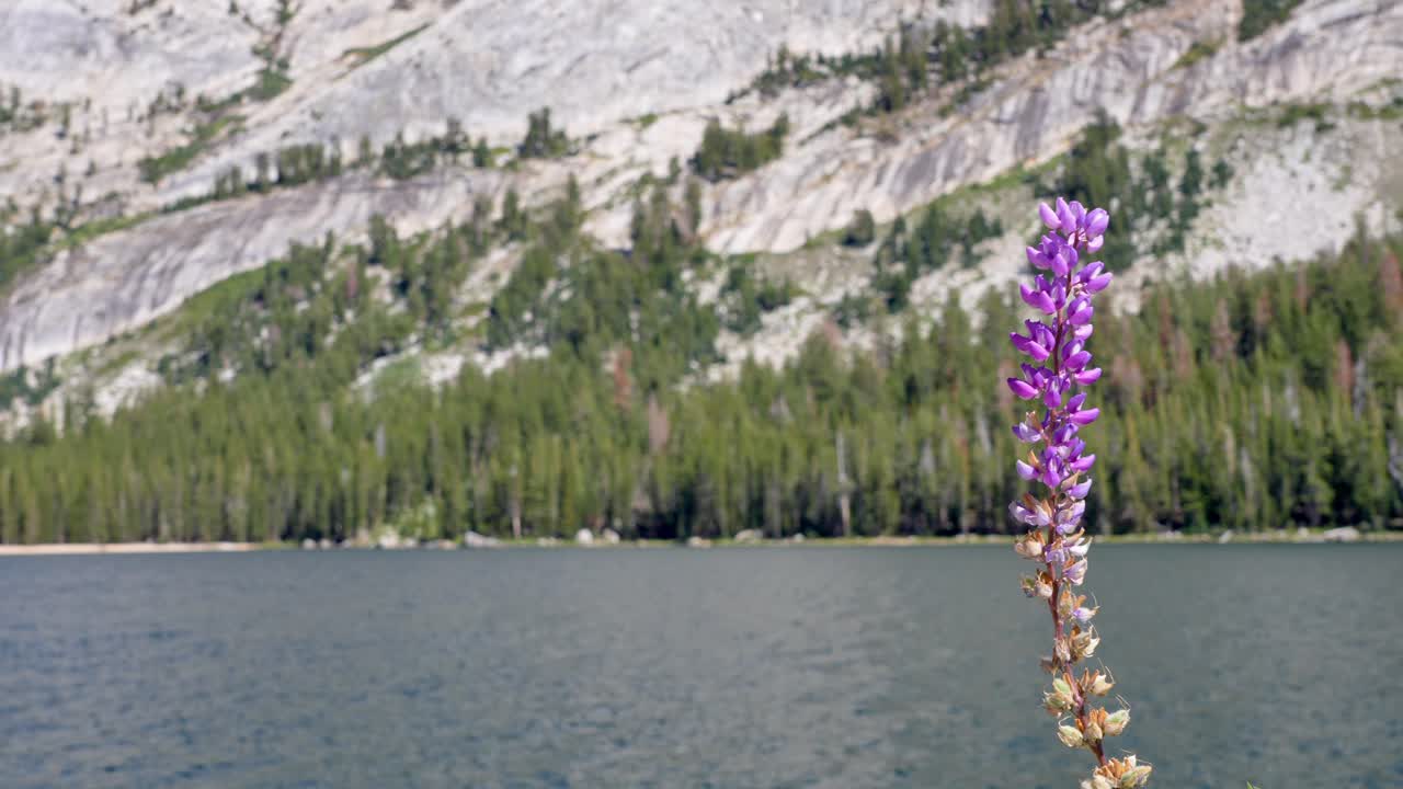 Vibrant purple flower swaying gently with clear water and granite rock formations in the distance, ideal for meditation or travel visuals