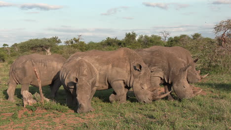 close up handheld shot of crash of white rhino grazing together