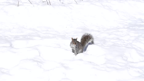 Hermosa-Ardilla-Curiosa-Busca-Y-Corre-En-La-Nieve