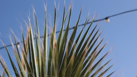 green-palm-tree-leave-moving-in-calm-wind