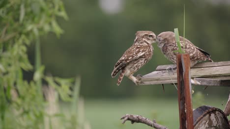 Mittlere-Aufnahme-Eines-Jungen-Steinkauz,-Der-Darauf-Wartet,-Dass-Das-Elterntier-Landet-Und-Es-Füttert,-Bevor-Das-Elterntier-Wieder-Abfliegt,-Zeitlupe