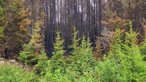 Toma-De-Cardán-De-Un-Exuberante-Bosque-Verde