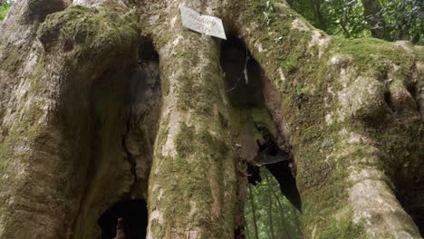 gigantic roots covered with moss - lamington's wishing tree at national park in gold coast, queensland, australia. - close up