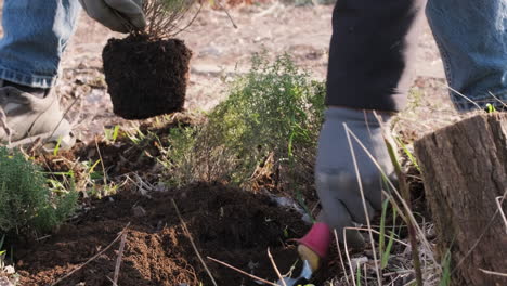 Man's-Hands-Digging-With-Garden-Shovel-And-Planting-Thyme-In-The-Forest-On-A-Sunny-Day-Of-Winter---Close-Up,-Scenic-Low-View-In-Slow-Motion