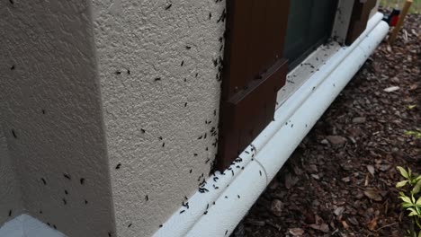 infestación de bichos del amor de florida