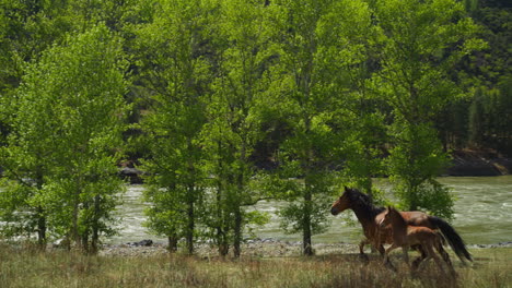 Brown-horse-with-baby-runs-along-impeded-mountain-river-bank