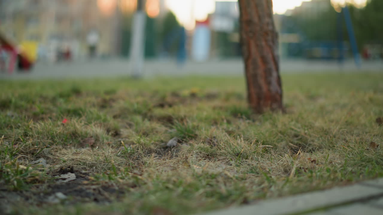 공원 환경에서 초록색 잔디와 포장 된 길 사이의 대조에 초점을 맞추는 클로즈업  - 카메라는 잔디의 질감과 보행로의 복잡한 세부 사항을 포착합니다.