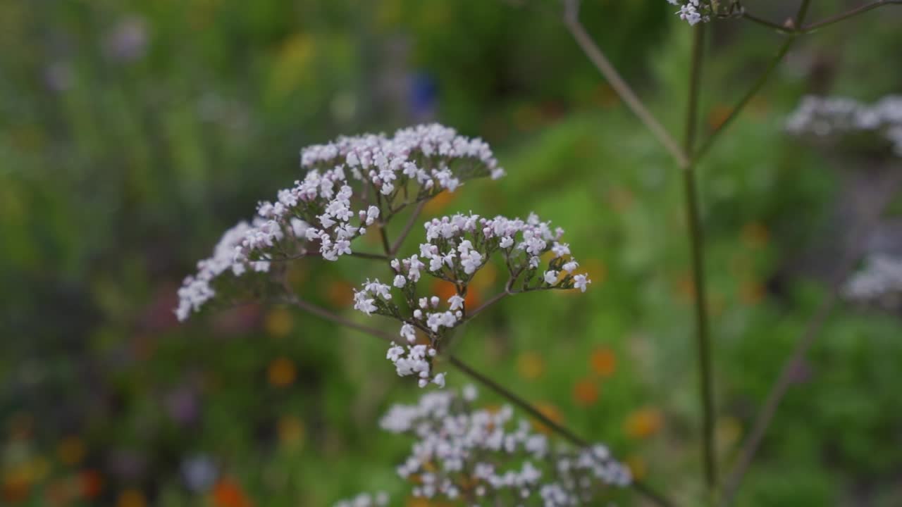 jardín de hierbas en la isla de vancouver, canadá