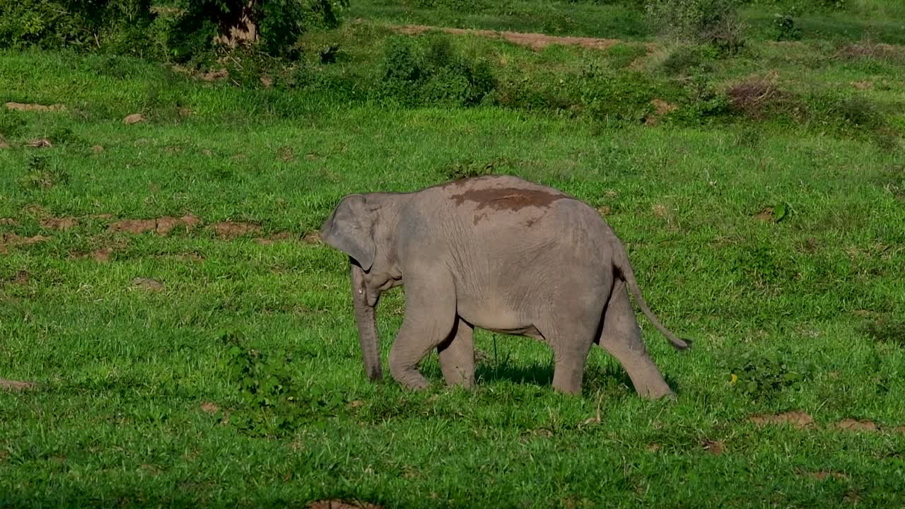 los elefantes asiáticos son especies en peligro de extinción y también son residentes de tailandia