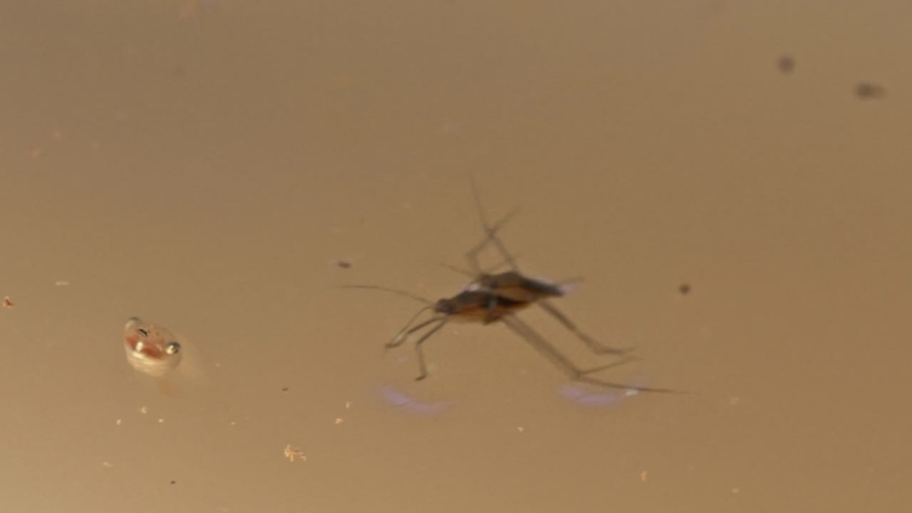 Medium shot of two garridaes copulating and a tadpole in the water during the day in Tambopata, Madre de Dios Region, Peru, in the peruvian amazon