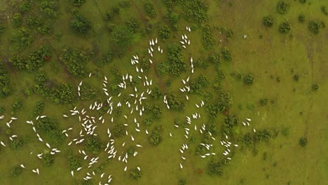 birdseye aerial view, herd of sheeps at green pasture in countryside of serbia