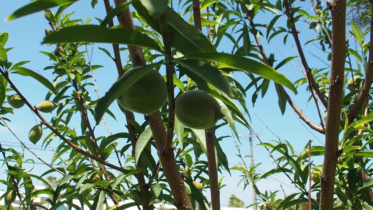 melocotonero lleno de melocotones