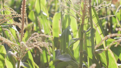 Video-of-eco-farm-with-corns-and-vegetables-on-sunny-day