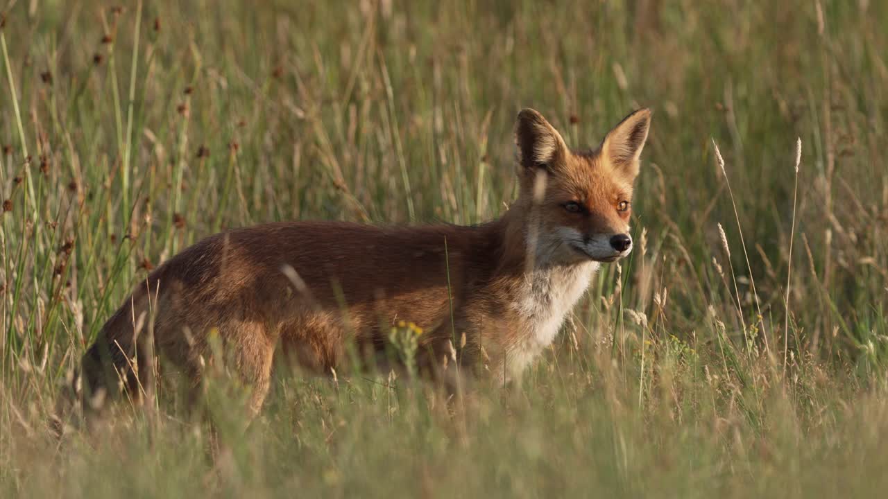 zorro astuto lamiendo sus labios en la hierba alta de la pradera