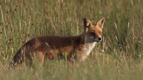 sly fox licking its lips in tall grass of meadow