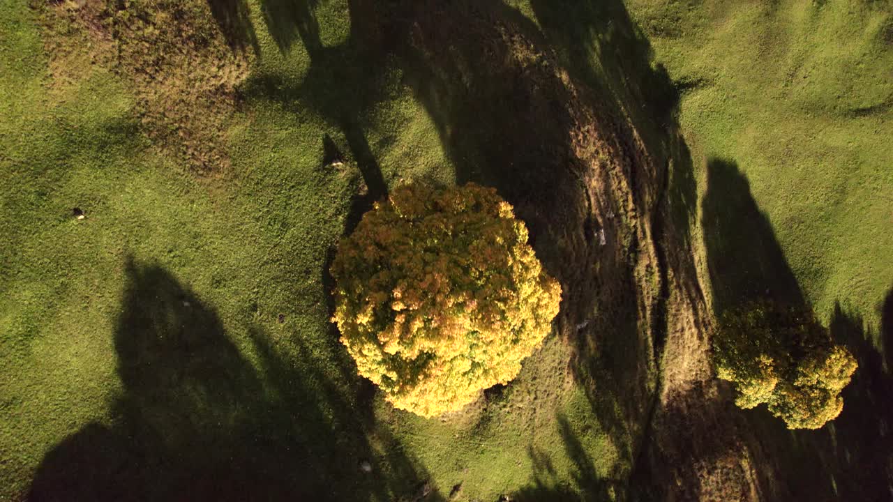 съемка с беспилотника сверху вниз кленового дерева платан осенью