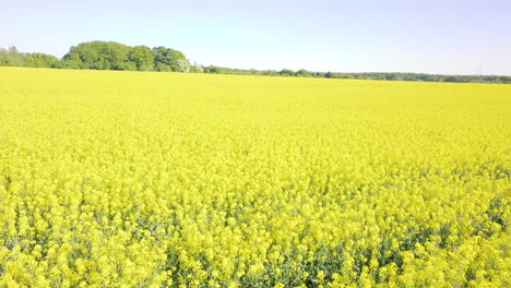 Drone-Fly-Gira-Sobre-Un-Gigantesco-Campo-De-Canola