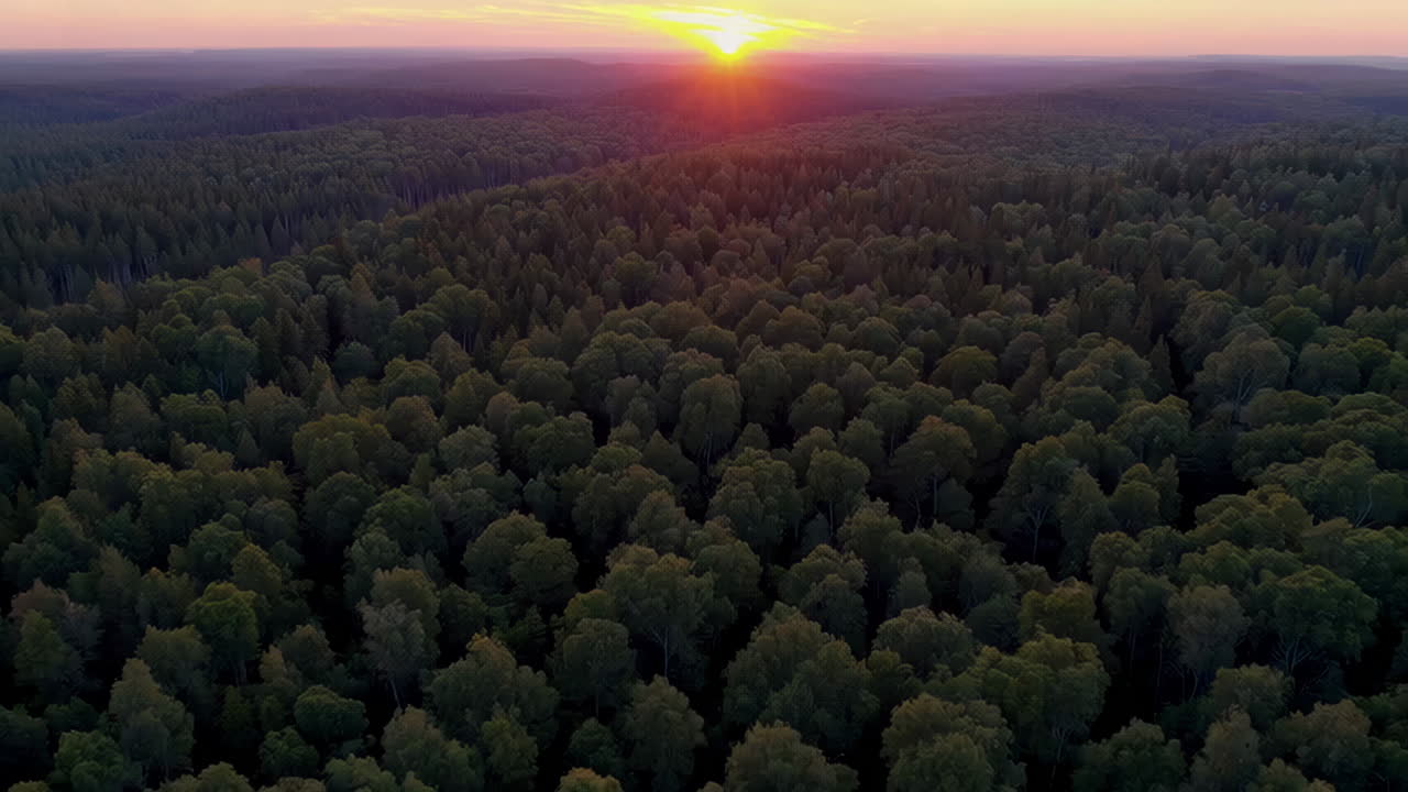 Sunset over a dense forest