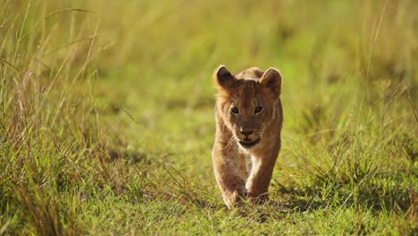 slow motion of cute lion cub, african wildlife of small baby animals in masai mara, kenya, africa, small young lions walking through long savanna grasses in maasai mara marsh pride of lions on safari