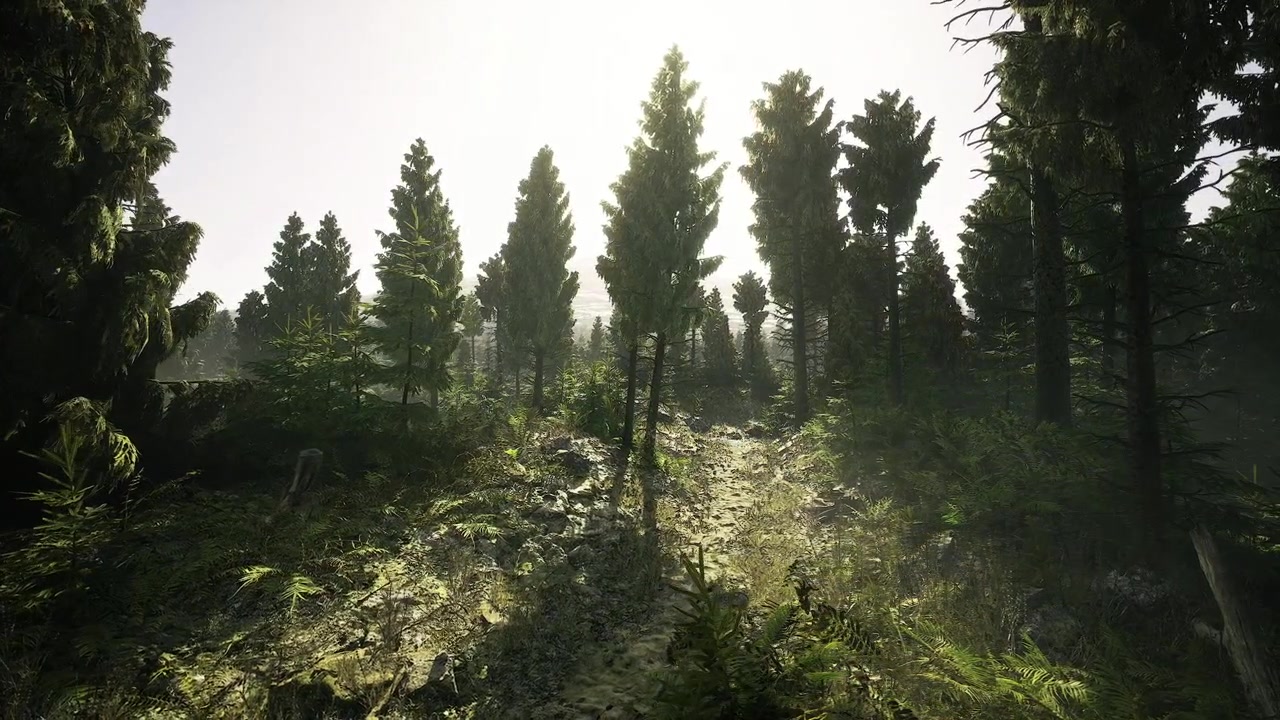 Atmosfera calma e accogliente illuminata dalla luce dorata del sole tra gli alberi.