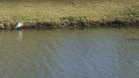 Weißer-Reiher,-Der-Während-Der-Jagd-Durch-Das-Wasser-Läuft-Und-Im-Fluss-Nach-Beute-Sucht