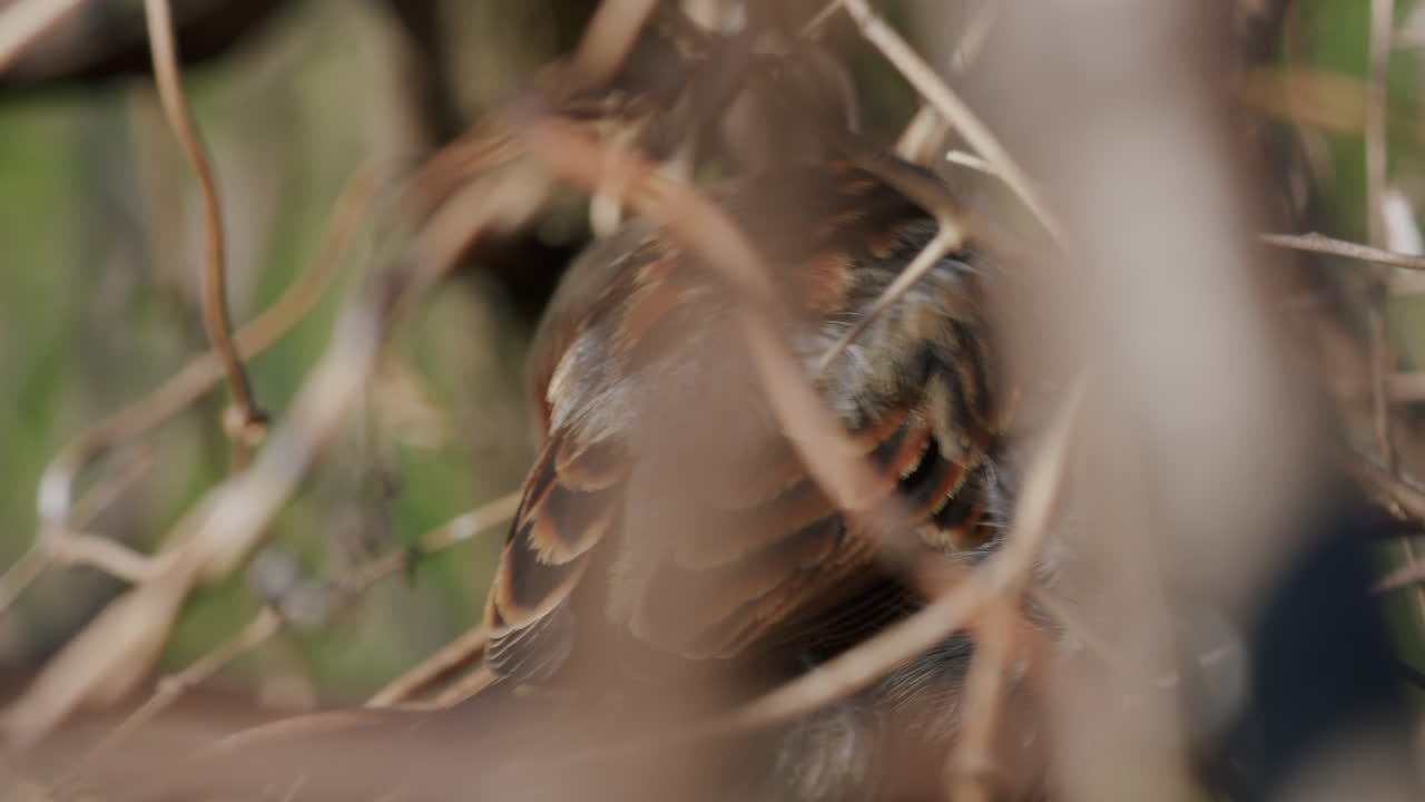 Male house sparrow sitting in bushes, hopping away, bird shaking its feathers, looking through bushes