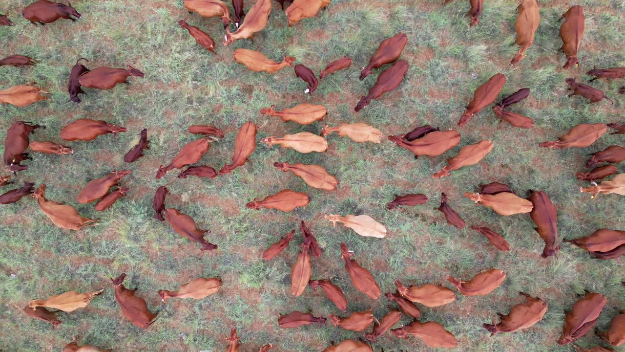 vista aérea de ganado en libertad pastando en una granja rural, sudáfrica