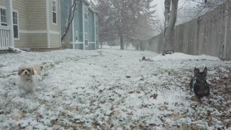 During-the-winter-season,-the-delightful-sight-of-two-adorable-dogs-playfully-running-in-the-backyard,-all-captured-in-a-slow-motion-sequence-with-snow-gently-descending