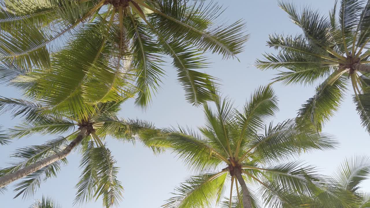 Slow-motion view of coconut palm trees against sky near beach