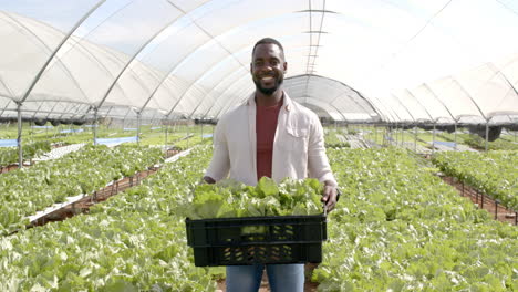 smiling farmer holding crate of fresh lettuce in hydroponic greenhouse