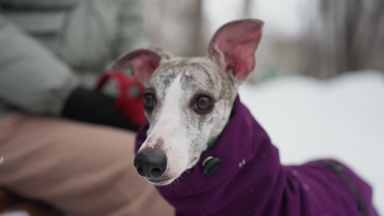 Close-up of whippet wearing purple coat sitting near owner in snowy park, alert eyes and upright ears focused forward, red leash and winter clothing visible in soft blurred background of cold outdoor setting