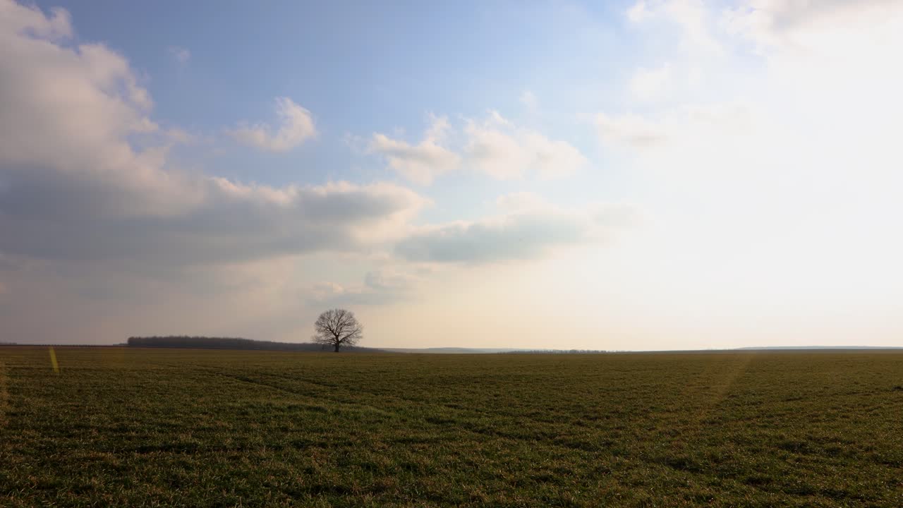 árbol solitario sin hojas en el campo verde con nubes que se elevan por encima en el cielo azul brillante