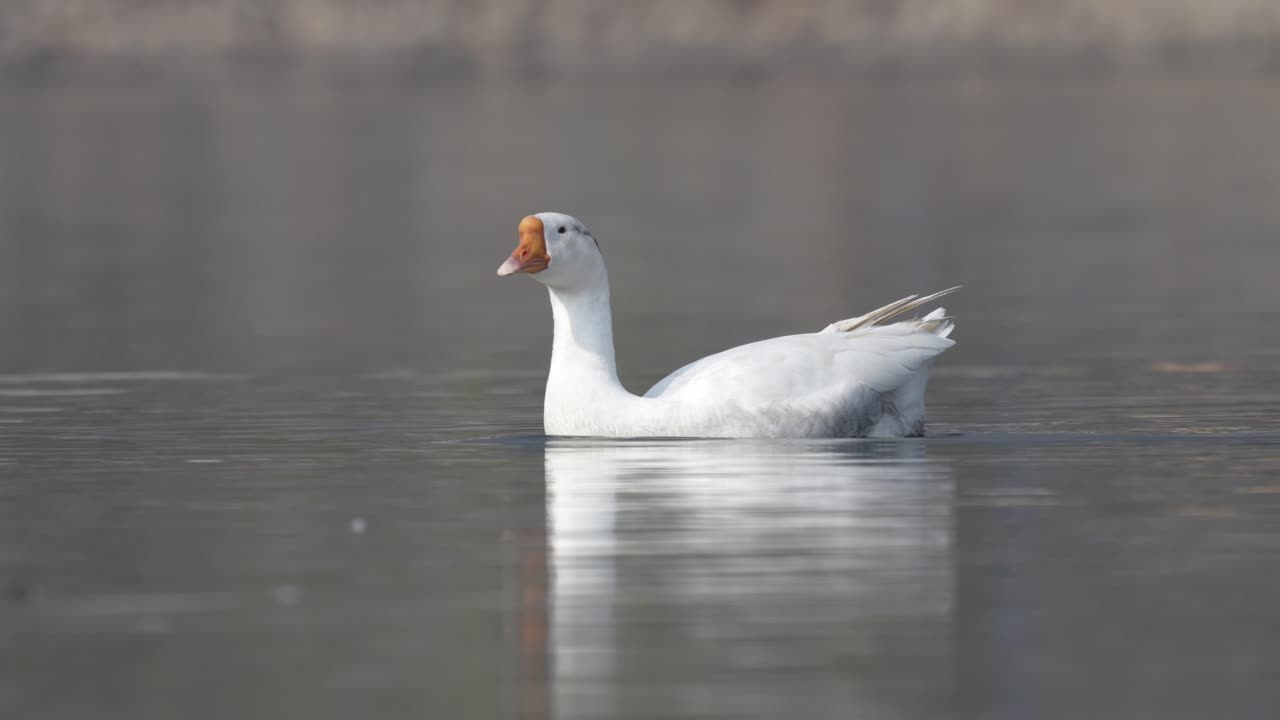 un ganso doméstico blanco nadando alrededor de un lago en el sol de la mañana