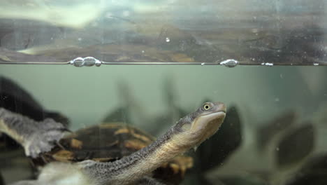 Gefangene-Schildkröten-Schwimmen-In-Einem-Aquarium-Und-Sehen-Neugierig-Aus