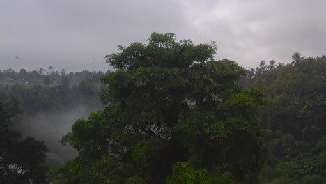 antena de una hermosa mañana nublada que muestra una densa vegetación que representa el paisaje rural con numerosas aves en las copas de los árboles