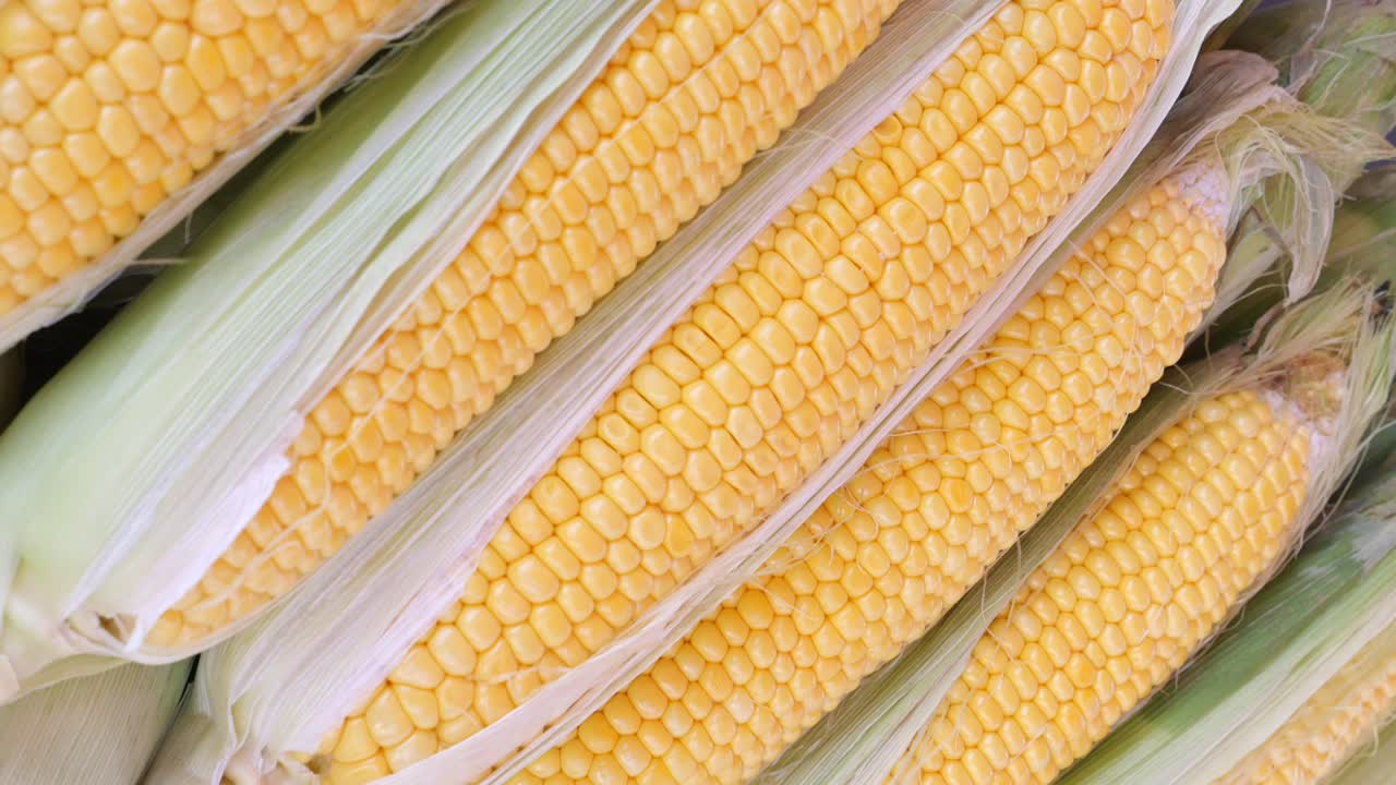 maíz fresco en la mazorca