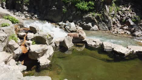 Japanese-snow-monkeys-family-in-the-mountains-of-Nagano,-care-for-their-fur-in-the-may-sun-with-a-river-in-background