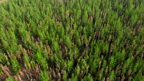 Aerial-view-dolly-over-green-pine-tree-forest-treetops-sunny-day