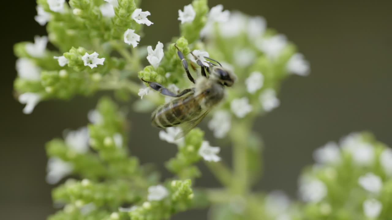 медоносная пчела на цвете
