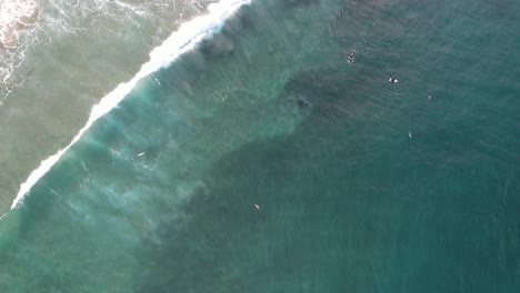 Bottlenose-Dolphins-Hunting-Fish-At-Broken-Head-NSW---Byron-Region---Australia