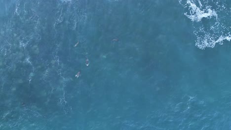 done shot straight down with sea lions surfing and jumping while pelicans fly by during king tide in la jolla, california