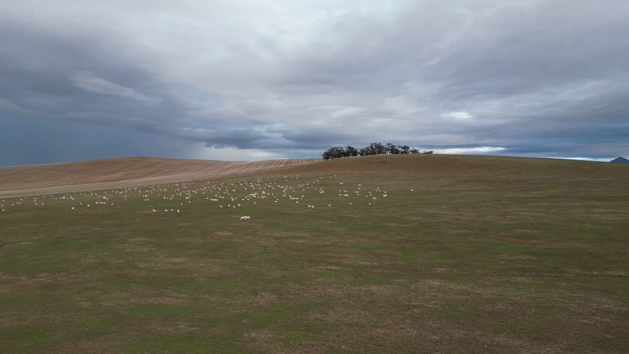 Flock of sheep in a large field