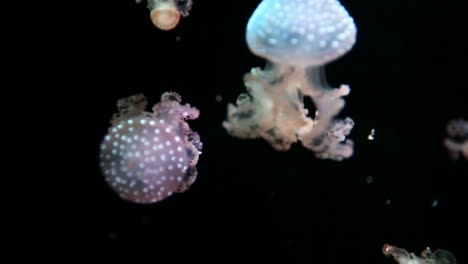 acuario de valencia 29