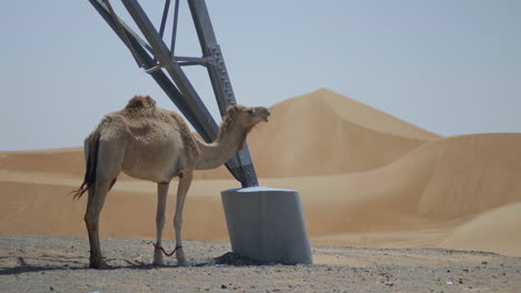 A-camel-gracefully-grazes-in-the-UAE-desert,-its-head-moving-amidst-the-golden-brown-dunes,-savouring-the-grass-on-its-mouth