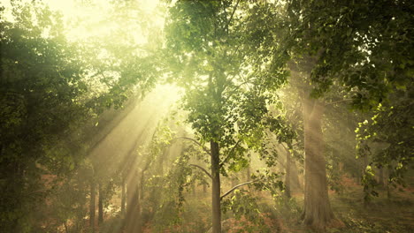 Waldbäume-Natur-Grünes-Holz-Sonnenlicht-Ansicht