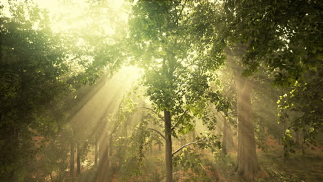 árboles del bosque naturaleza madera verde luz del sol vista