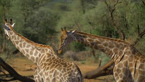 dos jirafas bebiendo en un pozo de agua